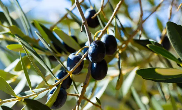 Growing black olives on tree brunch in orchard in sunny day