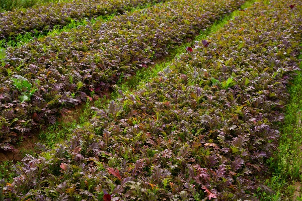 Widok Pola Obsadzonego Dojrzewającą Organiczną Czerwoną Mizuną Uprawa Odmian Warzyw — Zdjęcie stockowe