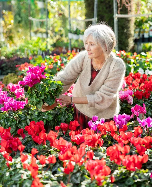 Mature female customer choosing potted cyclamen in container garden shop