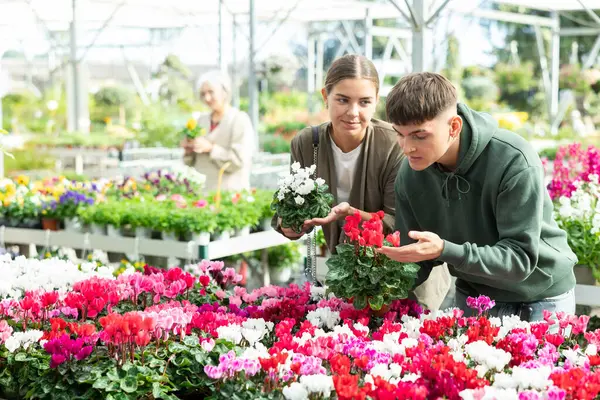 Young married couple customer choosing potted cyclamen in container garden shop