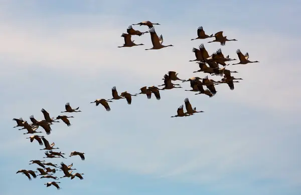 Migration Almindelige Kraner Grus Fra Overvintring Fugle Flyver Blå Himmel - Stock-foto
