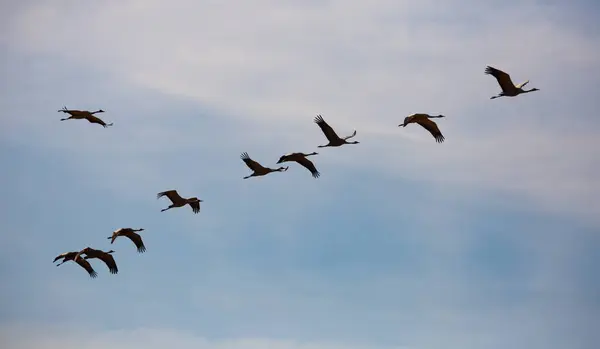 Stor Flock Tranor Flyger Himlen Högkvalitativt Foto — Stockfoto