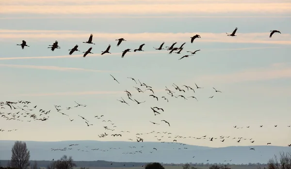 Stora Flock Tranor Flyger Himlen Mot Bakgrund Bergen Gallocanta Området — Stockfoto