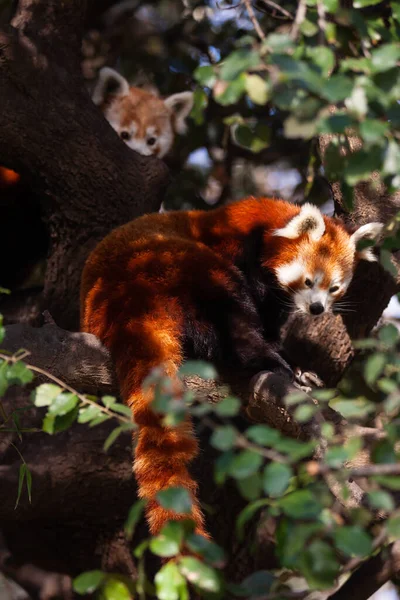 Image of rare red panda sitting on branch in park outdoor