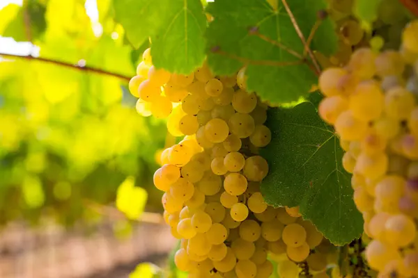 Ripe white grapes on branch with blurred vineyard background.Close up view of ripe white grapes in vineyard on sunny day