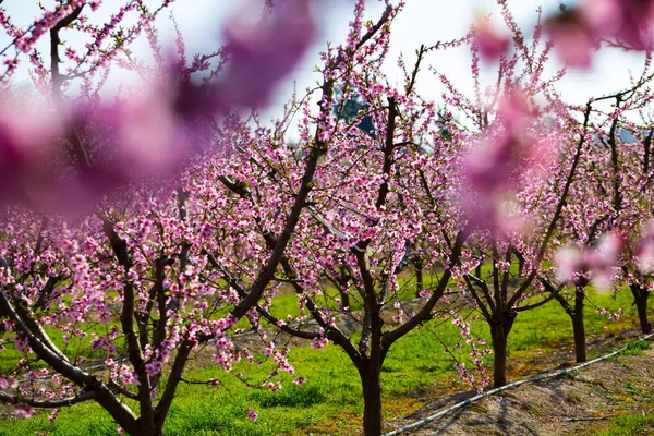 View Blooming Peach Orchard Springtime — Stock Photo, Image