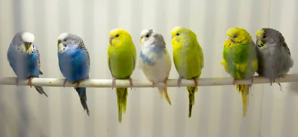 Variegated Multi Colored Budgerigars Birds Sit Row Stick — Stock Photo, Image