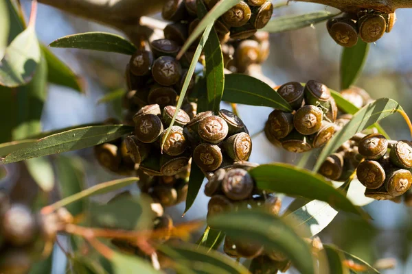 Stock image Eucalyptus fruits - bunches of cone-shaped capsules on background with green leaves..