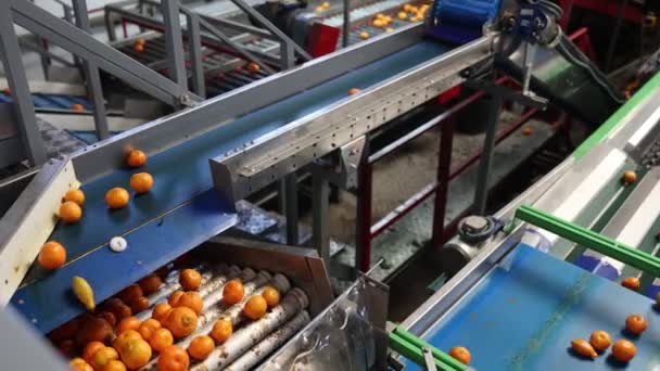 Mogna Tangeriner Transportbandet Fruktbearbetningsanläggning — Stockvideo