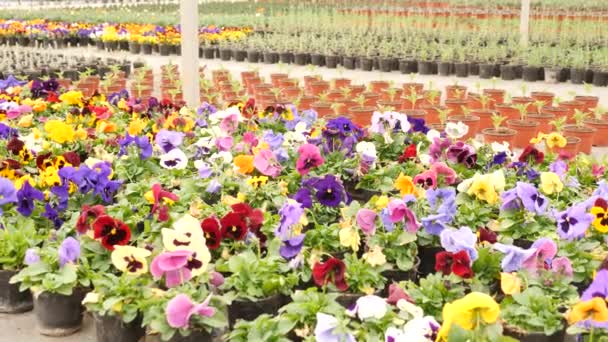 Fileiras Vasos Com Flores Viola Orgânicas Perfumadas Mudas Crescendo Estufa — Vídeo de Stock