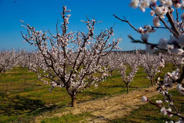 Apricot Trees Bloom Spring Landscape Blossoming Fruit Garden — Stock Photo, Image