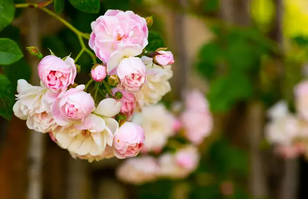 Close up of flowering bush of Bulgarian Rose