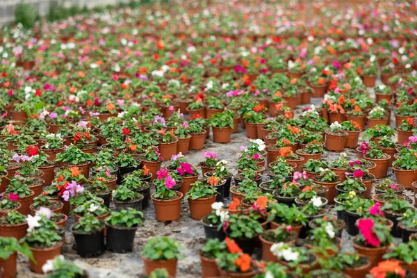 Large Quantity Little Brown Garden Pots Colorful Wallers Balsamine Placed — Stock Photo, Image