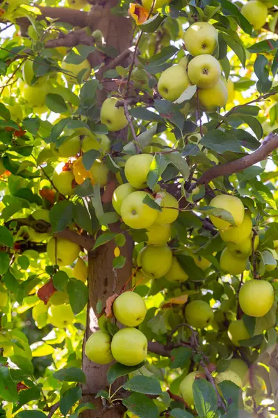 Κλείσιμο Ώριμων Χρυσών Μήλων Κλαδί Στον Καλοκαιρινό Κήπο — Φωτογραφία Αρχείου