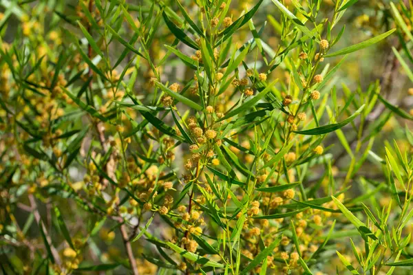 Närbild Gul Blomning Humleblad Wattle Acacia Dodonaeifolia Naturliga Livsmiljöer — Stockfoto