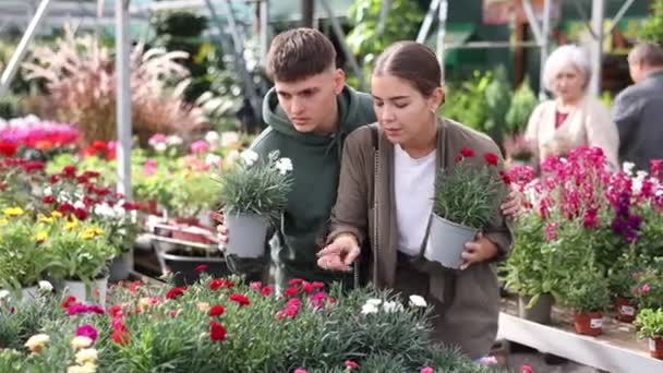 Στο Ανθοπωλείο Νεαρό Παντρεμένο Ζευγάρι Θέλει Αγοράσει Ροζ Άνθος Κήπου — Αρχείο Βίντεο