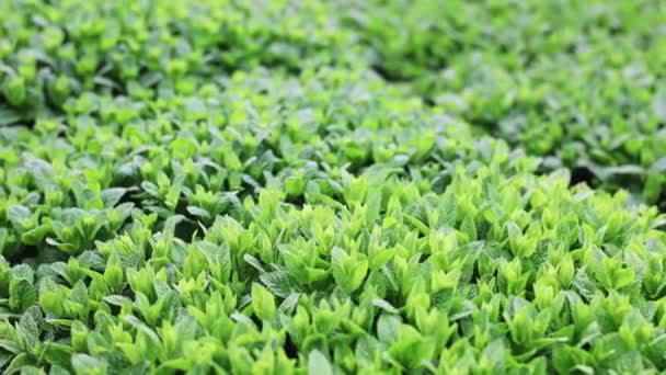 Rows Menta Seedling Lots Mint Bushes Plastic Pots Spring Work — Stock Video