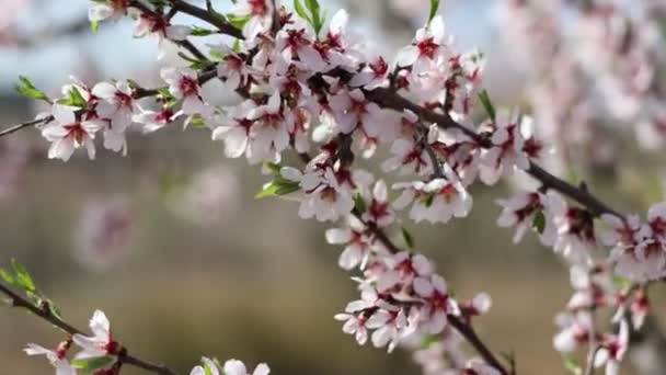 Gałęzie Kwitnącego Drzewa Migdałowego Pokryte Kwiatami Cienkich Białych Płatkach — Wideo stockowe