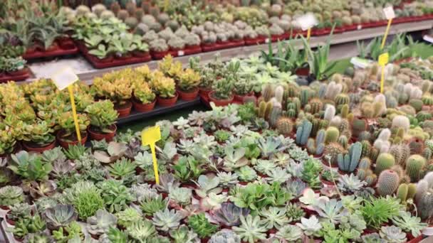 Flera Små Bruna Blomkrukor Med Gröna Suckulenter Vid Försäljning Växter — Stockvideo