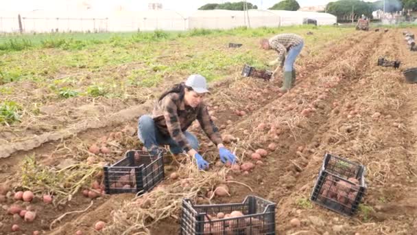 Asiatique Femme Agriculteur Cueillette Pommes Terre Partir Sol Sur Terrain — Video