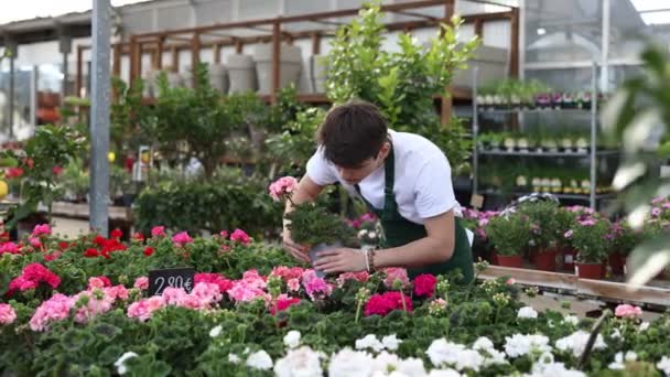 Joven Hábil Positivo Botánico Uniforme Inspeccionando Maceta Geranio Pelargonium Flor — Vídeos de Stock