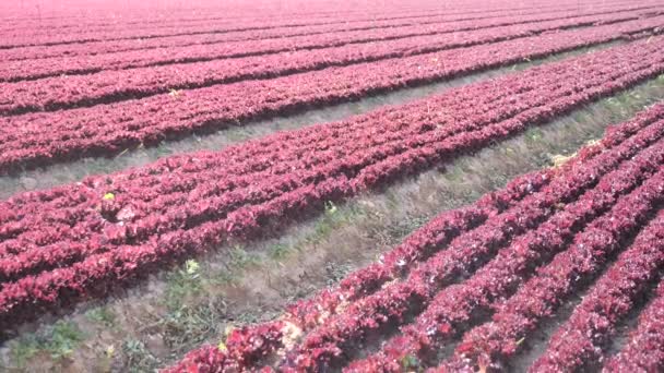 春の日に大きなプランテーションで育った若い赤いバタヴィアのレタス 人気のリーフ野菜作物 — ストック動画