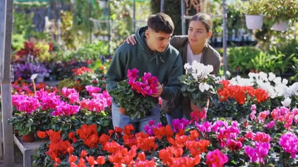 Chica Con Hombre Cónyuges Inspecciona Olla Con Ciclamen Planta Interior — Vídeo de stock
