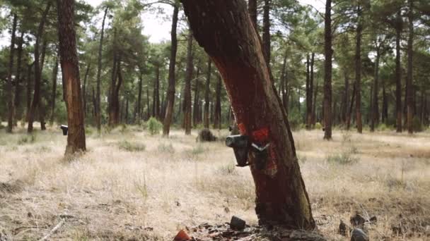 在阳光明媚的日子提取松木中的树脂 西班牙自然公园 优质Fullhd影片 — 图库视频影像