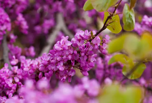 stock image Cercis siliquastrum or Judas tree purple blossoming on sunny day.