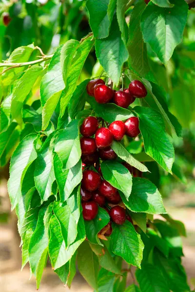 Bayas Frescas Maduras Cereza Colgando Ramas Árboles Jardín Frutas Verano — Foto de Stock