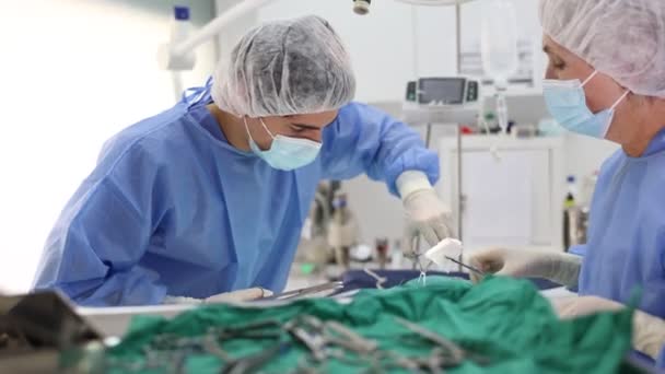 獣医学の経験豊富なシニア女性は 男性アシスタントと動物の手術を注意深く行います 人間は器械 ドレッシング材料を供給し 処置プロセスを監視します — ストック動画