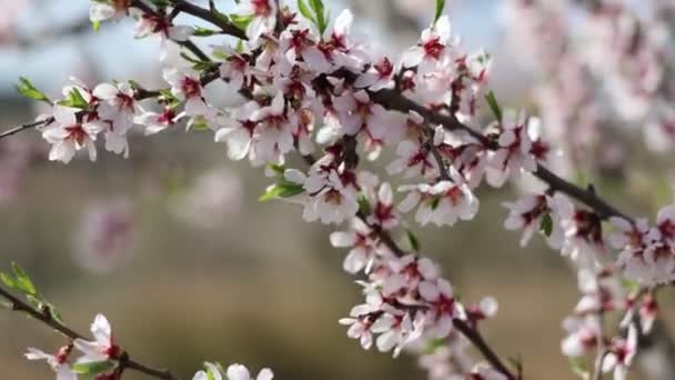 Nce Beyaz Taç Yaprakları Olan Çiçek Açmış Badem Ağaçlarının Dalları — Stok video