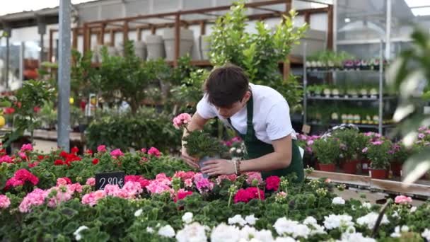 Skillful Positive Young Man Botanist Uniform Inspecting Potted Geranium Pelargonium — Stock Video
