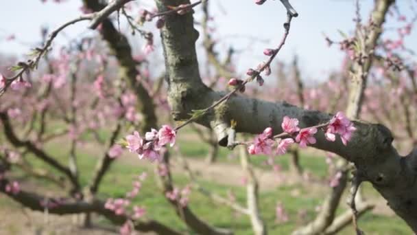 Belas Árvores Pêssego Florescendo Jardim Primavera Imagens Fullhd Alta Qualidade — Vídeo de Stock