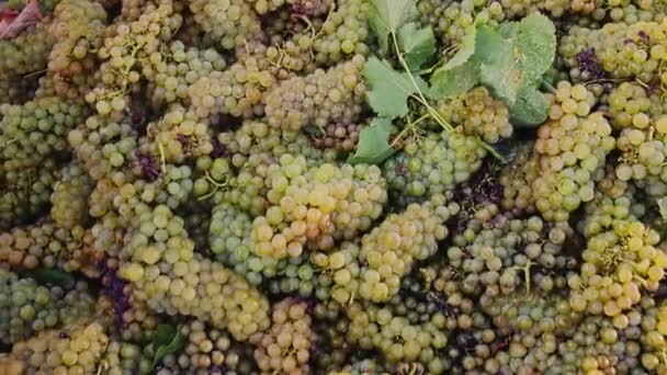 Pile Raisins Blancs Mûrs Grappes Avec Vignoble Flou Arrière Plan — Video