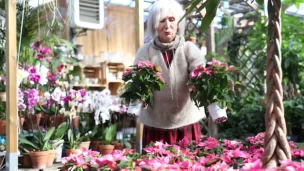 Αγορά Λουλουδιών Ώριμη Γυναίκα Επιλέγει Και Αγοράζει Κόκκινο Poinsettia Υψηλής — Αρχείο Βίντεο