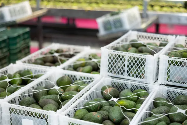 Meyve Sebze Deposunda Seçilmiş Olgun Haç Avokadolarının Olduğu Plastik Kutular — Stok fotoğraf