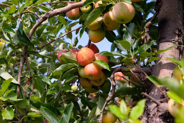 农场果园中长有成熟苹果的树木的风景画 — 图库照片