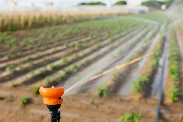 Water Sprinkler Sprinkles Water Farmer Field Irrigating Watering Vegetables — Stock Photo, Image