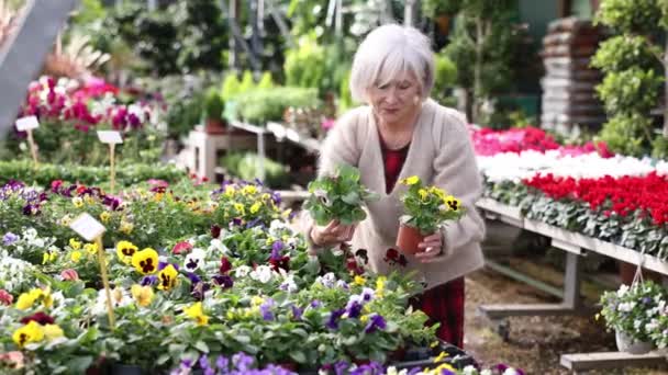 Flower Megamarket Mature Woman Landscape Designer View Contemplate Examines Pansies — Stock Video