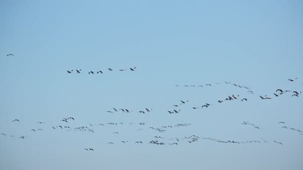Grande Bando Guindastes Voando Céu Azul Primavera Tempo Migração Aves — Vídeo de Stock