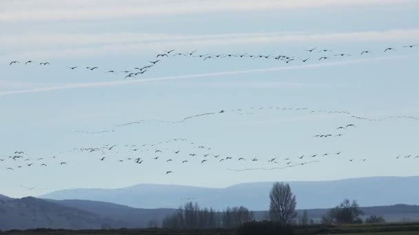 Час Міграції Птахів Зграя Кранів Літають Блакитному Небі Іспанській Зоні — стокове відео