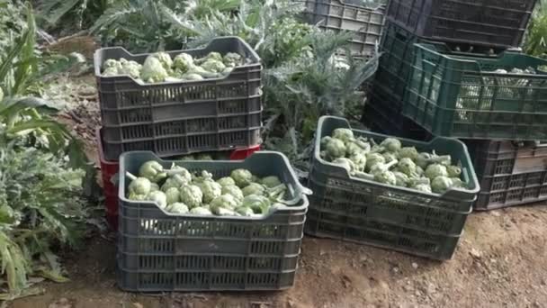 View Harvest Ripe Green Artichokes Packed Plastic Boxes Ready Storage — Stock Video