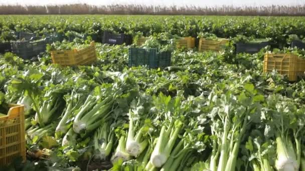 晴れた日のプランテーションで新鮮に収穫された緑のセロリのクローズアップ 高品質のフルHd映像 — ストック動画