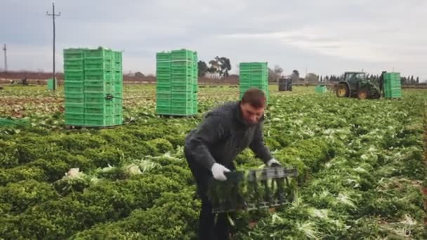 Skilled Farmer Hand Harvesting Ripe Green Leaf Lettuce Farm Plantation — Stock Video