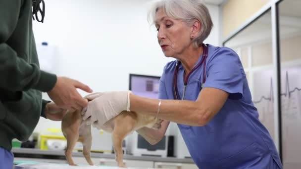 Imagen Muestra Proceso Examen Perro Chihuahua Por Anciana Doctora Monitoreo — Vídeos de Stock
