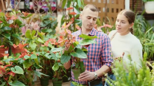 Couple Young Guy Young Woman Buyers Choose Anthurium Pot Flower — Stock Video