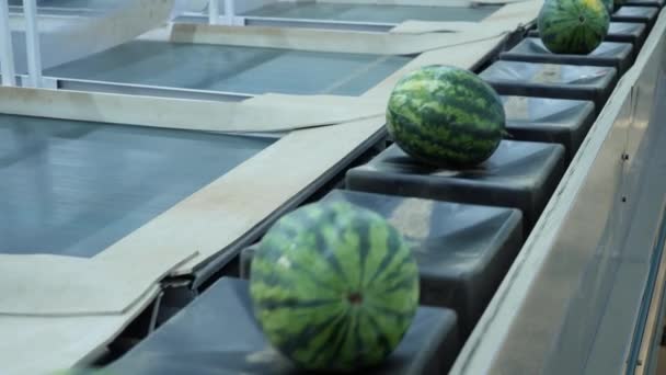 Zicht Verse Rijpe Watermeloenen Met Groen Gestreepte Korst Transportband Van — Stockvideo