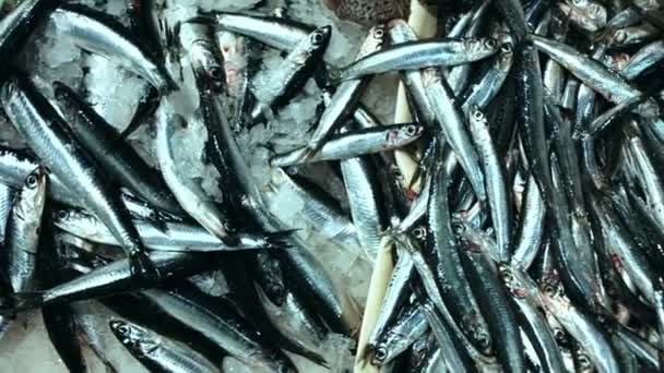 시장에 얼음에 신선한 앵코비 물고기의 고품질 Fullhd — 비디오