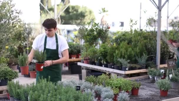 トレーディングフロアの男性ショップヘルパーは ローズマリー植物と価格タグでポットのラベルに価格の対応をチェックします — ストック動画